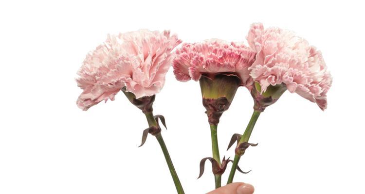 花语传承的花是什么花啊？如何理解花语传承的含义？