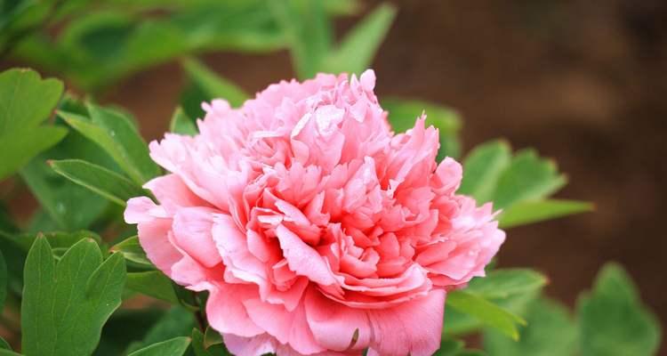 花语传承的花是什么花啊？如何理解花语传承的含义？