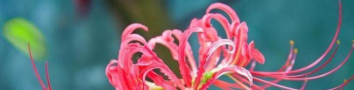 花语传承的花是什么花啊？如何理解花语传承的含义？