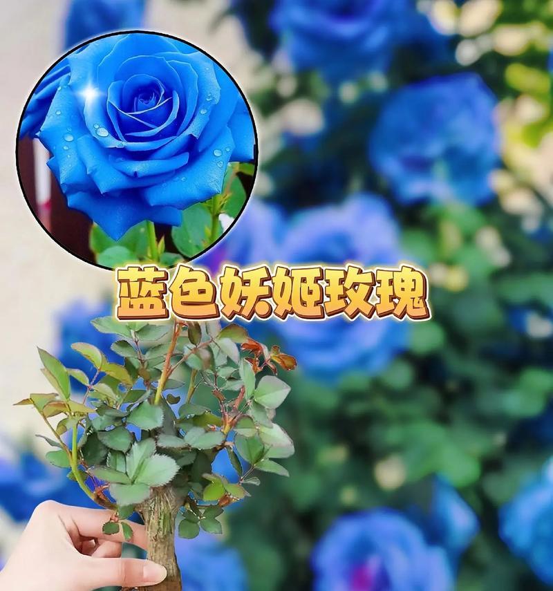 蓝色妖姬包含什么花朵和花语？蓝色妖姬花语是什么？