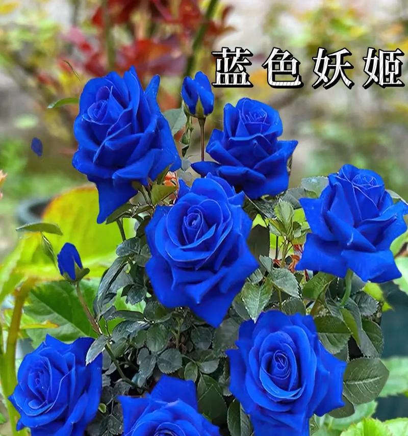 蓝色妖姬包含什么花朵和花语？蓝色妖姬花语是什么？