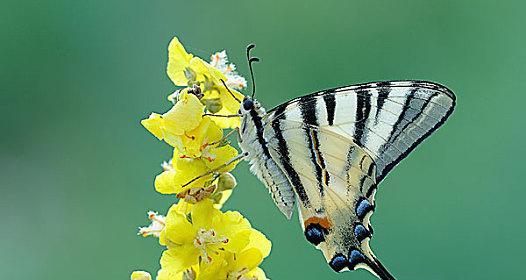 毛蕊花的花语代表什么？毛蕊花的含义是什么？