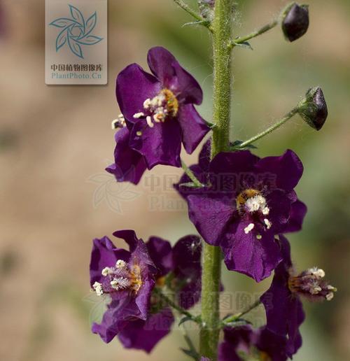 毛蕊花的花语代表什么？毛蕊花的含义是什么？