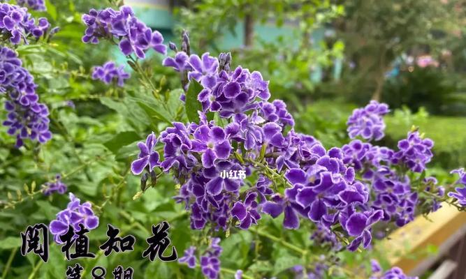 假连翘的寓意是什么？它的花语有哪些？