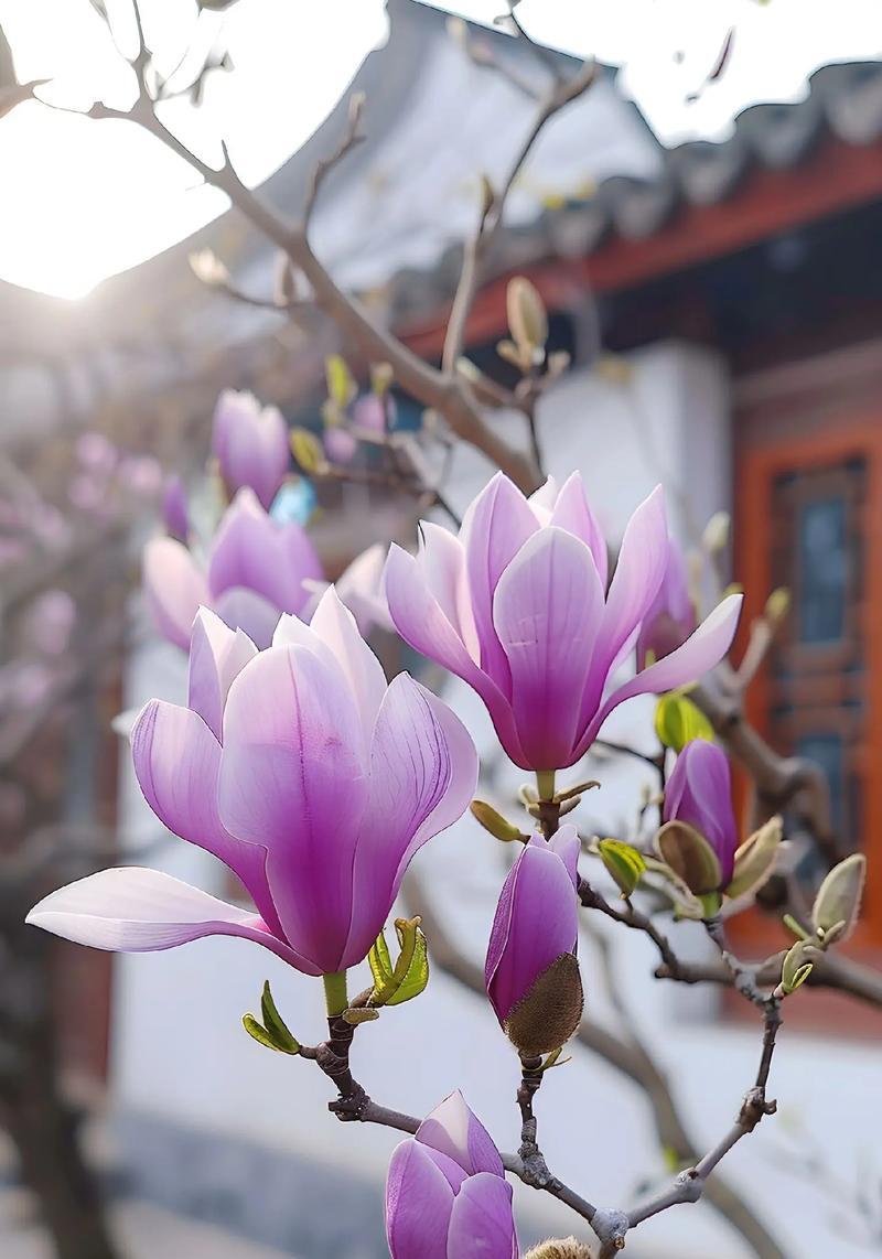 送自己花的100种花语有哪些？