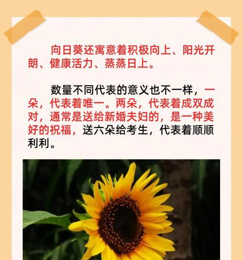 送自己花的100种花语有哪些？