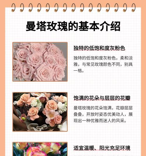 不同颜色玫瑰花各自代表什么含义？