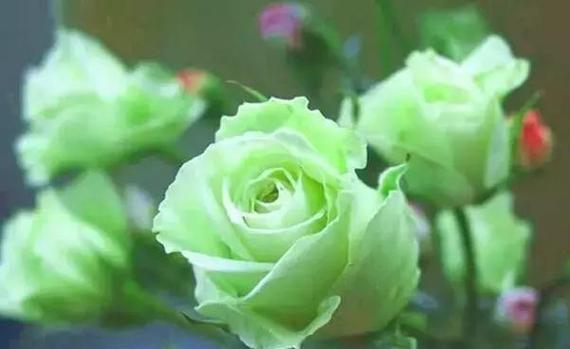 送闺蜜大玫瑰花有何含义？它表达的是哪种情感？