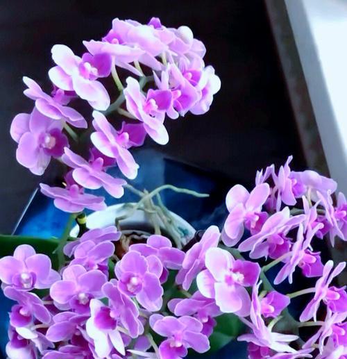 花语大汤碗送大汤勺是什么花？如何挑选合适的花？
