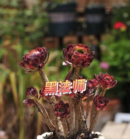 哪些花的花语与鬼有关？