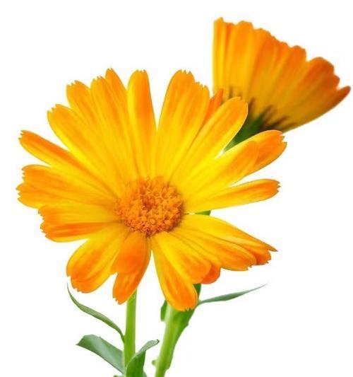 金盏菊的花语在诗词中代表什么含义？