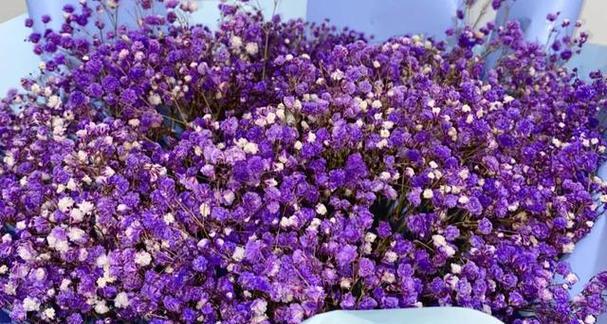紫色花的花语有哪些？适合送给妈妈的花是什么？
