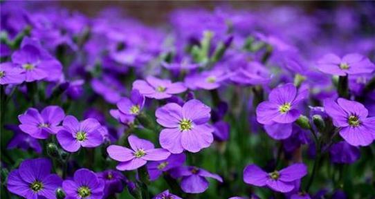 紫色花的花语有哪些？适合送给妈妈的花是什么？