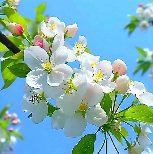 哪种花的花语象征着自毁？这种花的寓意是什么？
