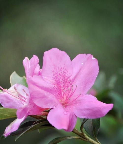哪种花的花语象征着自毁？这种花的寓意是什么？