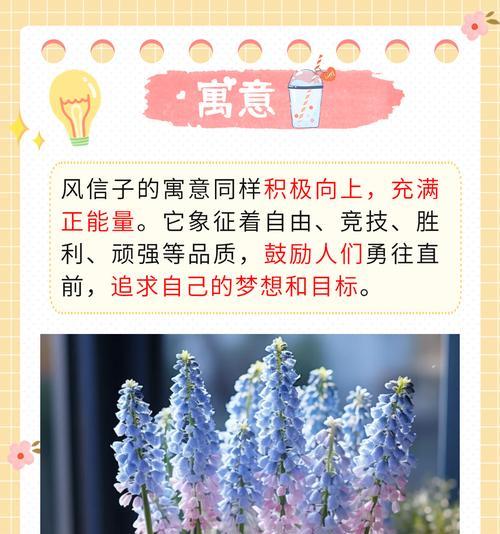 追求希望的花语有哪些积极的含义？