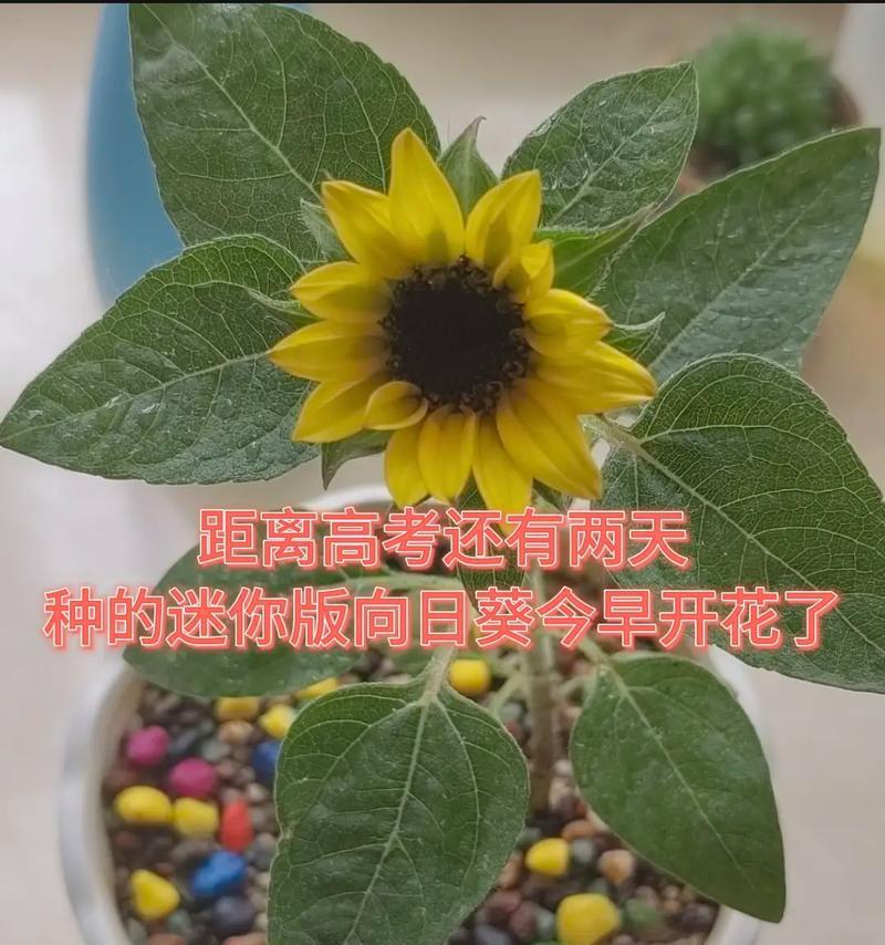 追求希望的花语有哪些积极的含义？