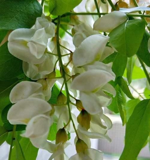 五彩槐花的花语代表了什么？