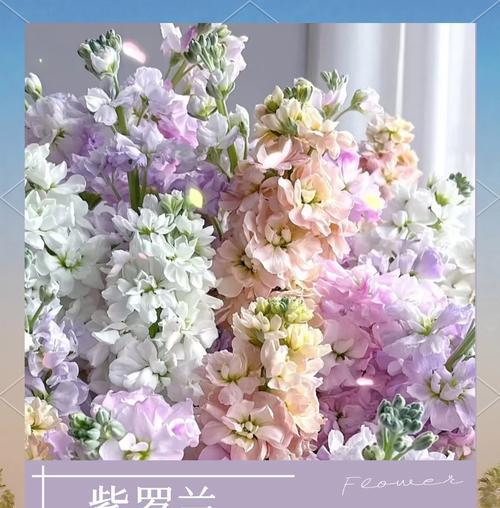 紫罗兰的花语如何简单解释？