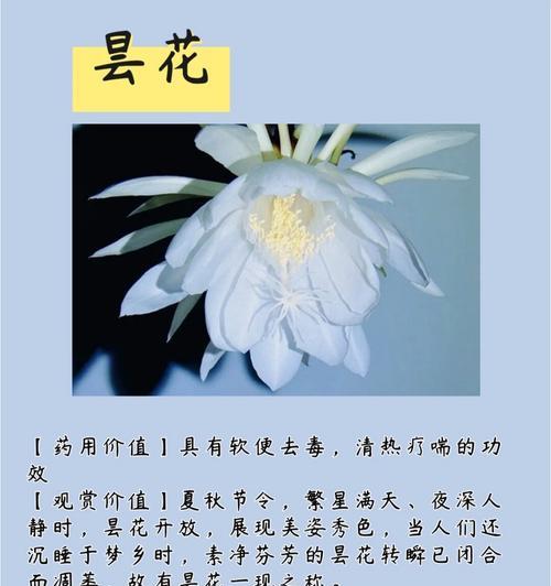 哪种花语适合用来道歉和解除误会？