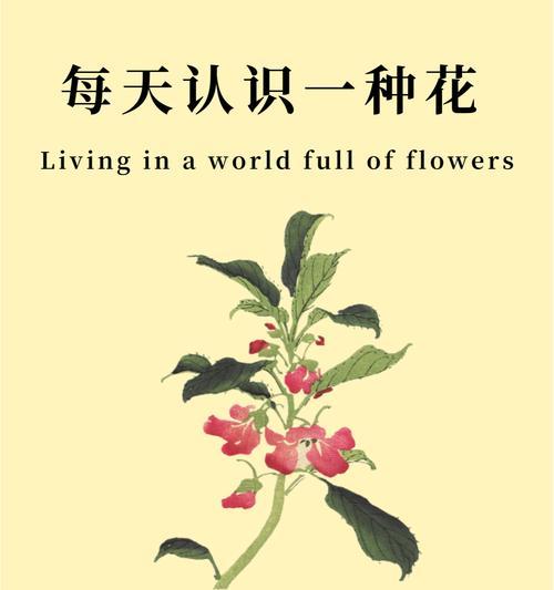 哪种花语适合用来道歉和解除误会？