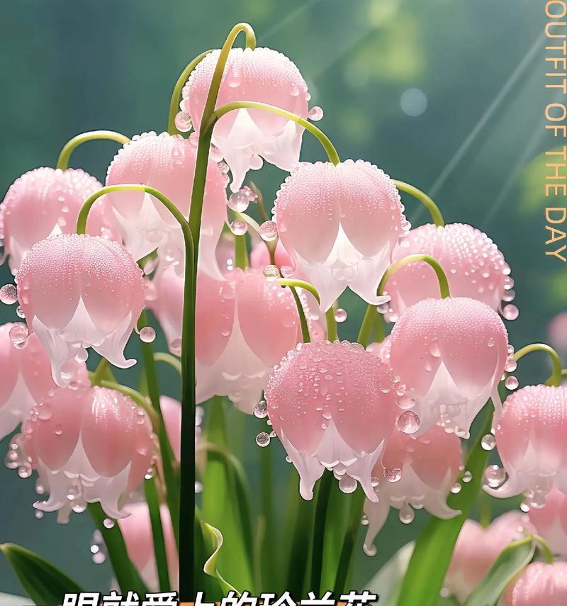 哪种花代表新花语？它的含义是什么？