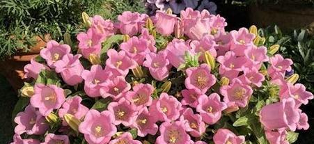 花语罪恶代表什么？罪恶的花语有哪些含义？