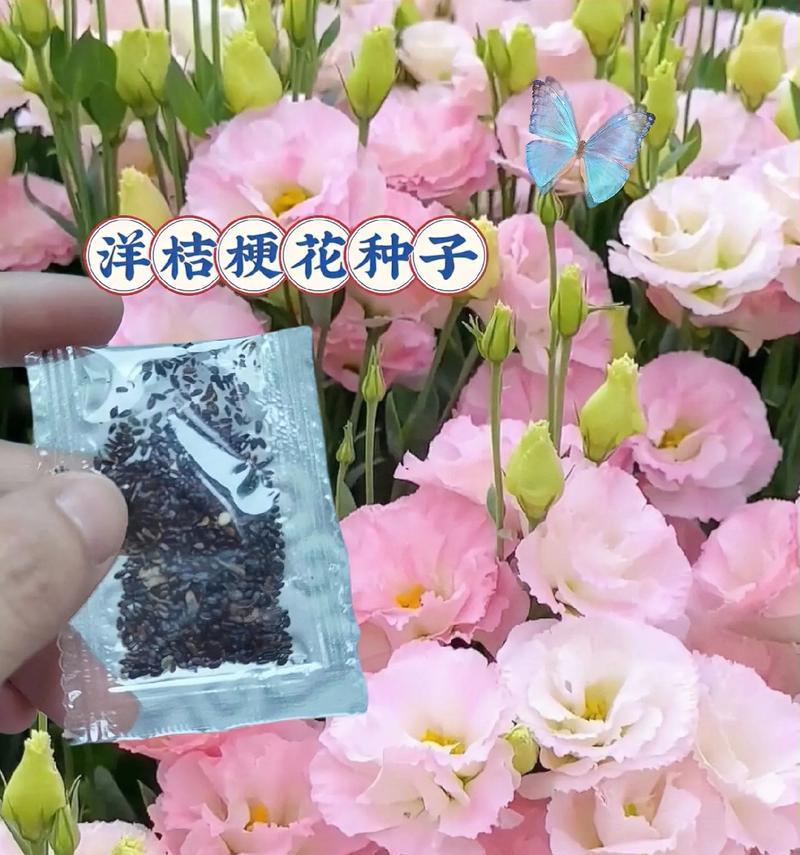 什么样的文案能与花语搭配得更好听？花语与文案如何相得益彰？