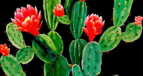 仙人掌的花语是什么？