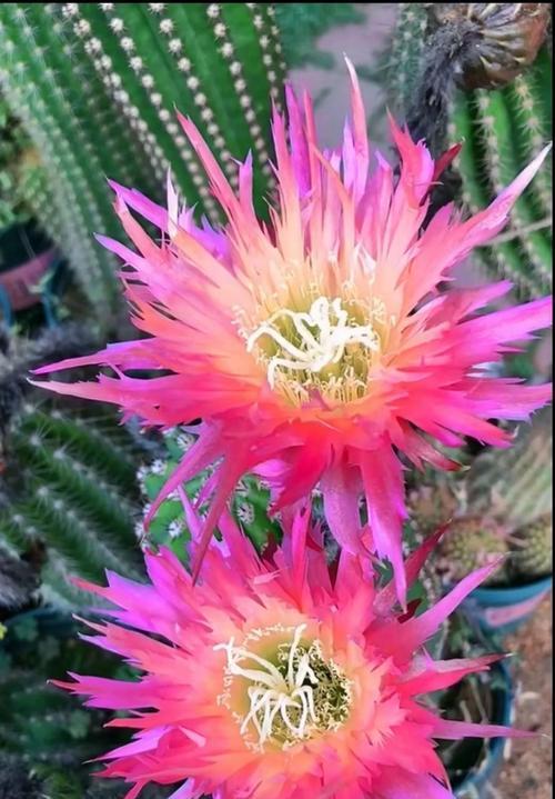 仙人掌的花语是什么？