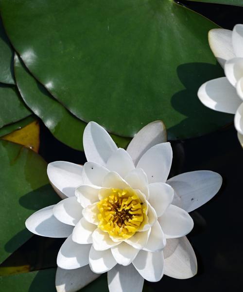 白莲花的美丽花语代表了什么？