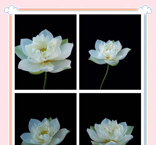 白莲花的美丽花语代表了什么？