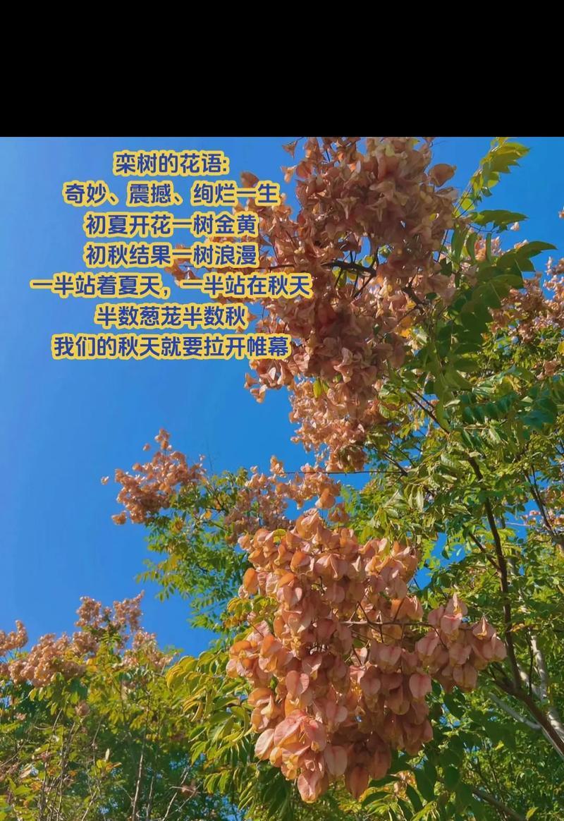 栾树种子的寓意是什么？它的花语有哪些特别之处？