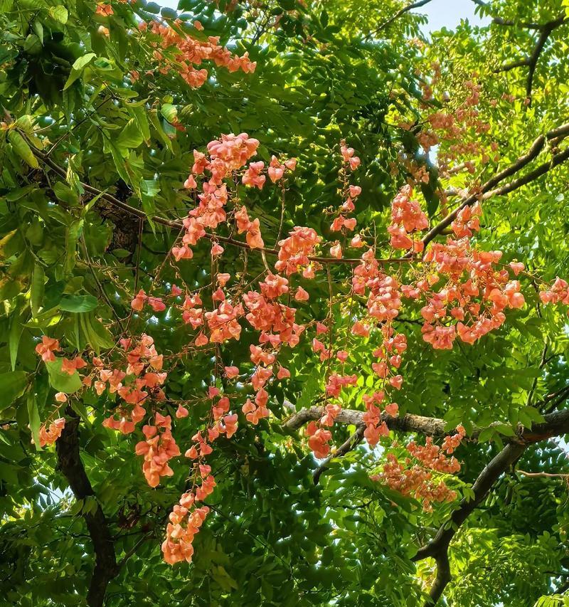 栾树种子的寓意是什么？它的花语有哪些特别之处？