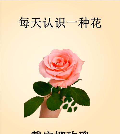 送姐姐玫瑰花的寓意是什么？玫瑰花代表了哪些情感？