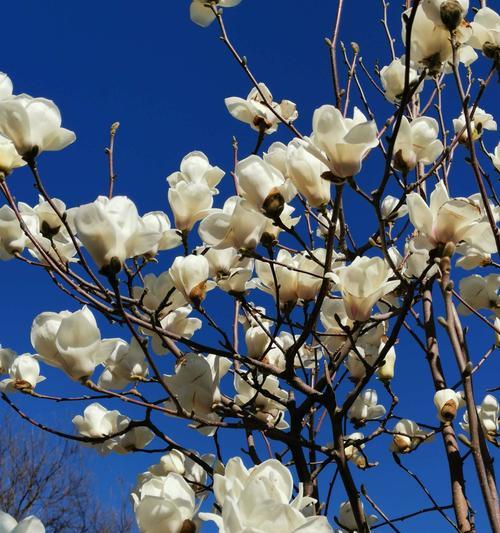 地锦草寓意花语是什么意思？它在花语中传达了哪些信息？