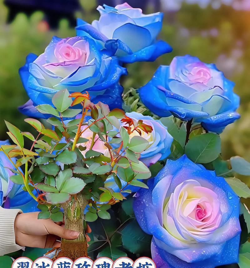 薰玫瑰花语是什么？薰玫瑰代表什么？