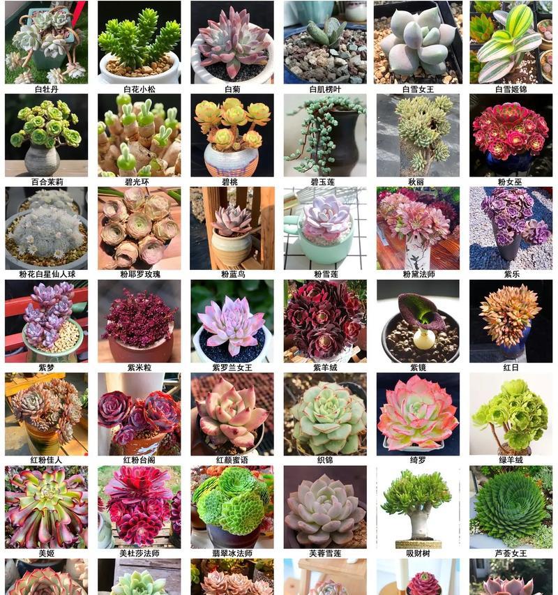 多肉花语寓意什么？多肉植物的花语有哪些特别之处？