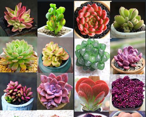 多肉花语寓意什么？多肉植物的花语有哪些特别之处？