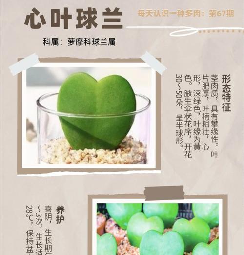 多肉花语寓意什么？多肉植物的花语有哪些特别之处？