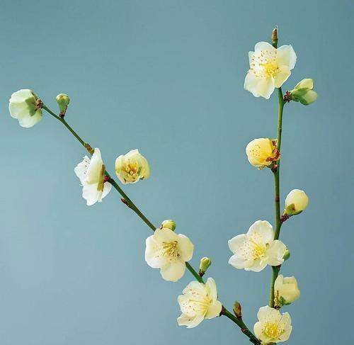 红梅与腊梅的花语有何不同？各代表什么意义？