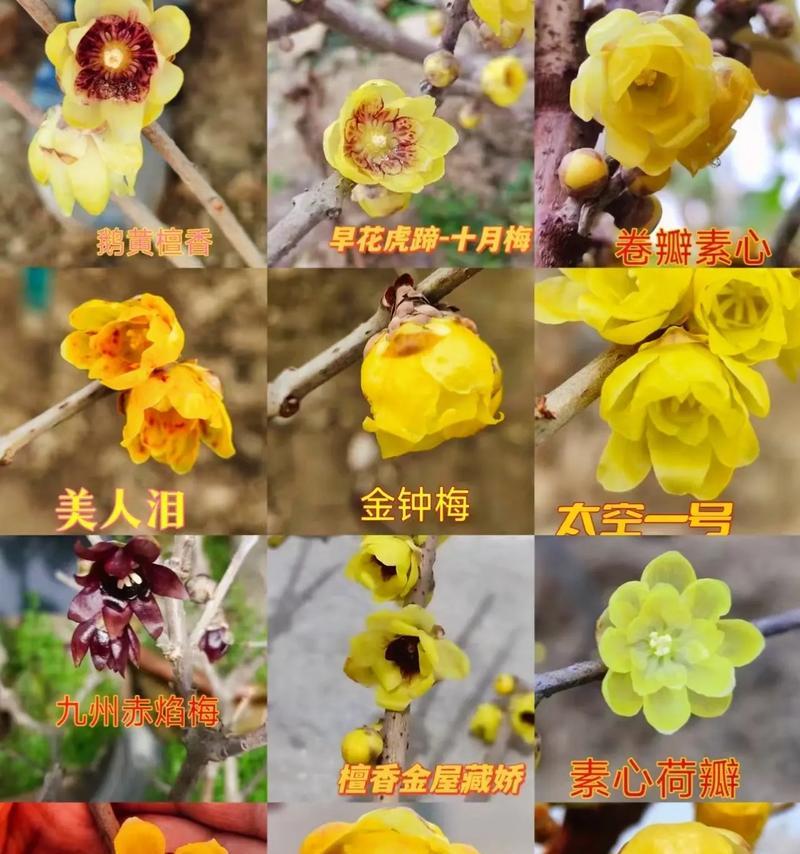 红梅与腊梅的花语有何不同？各代表什么意义？