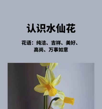 水仙花的花语是什么？水仙花代表了哪些含义？