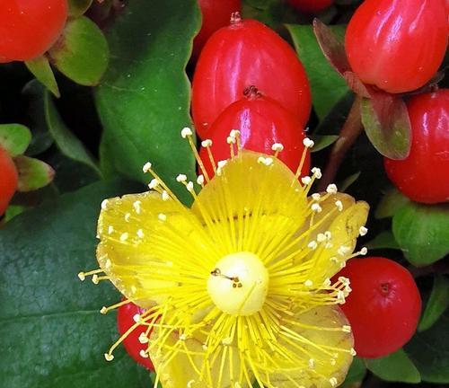 火龙珠花的花语是什么？它象征着什么？