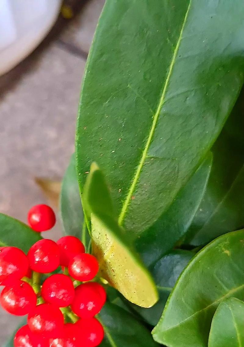 火龙珠花的花语是什么？它象征着什么？