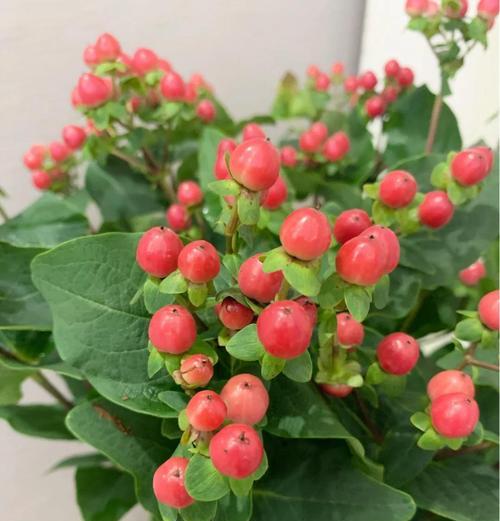 火龙珠花的花语是什么？它象征着什么？