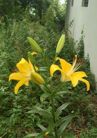 黄百合鲜花的花语是什么？黄百合象征着什么？