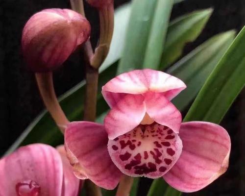 粉色建兰的花语代表了什么？