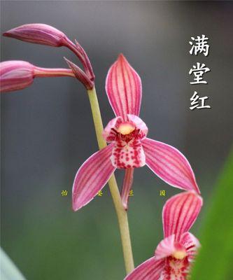 粉色建兰的花语代表了什么？