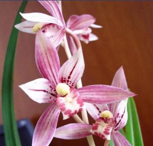 粉色建兰的花语代表了什么？